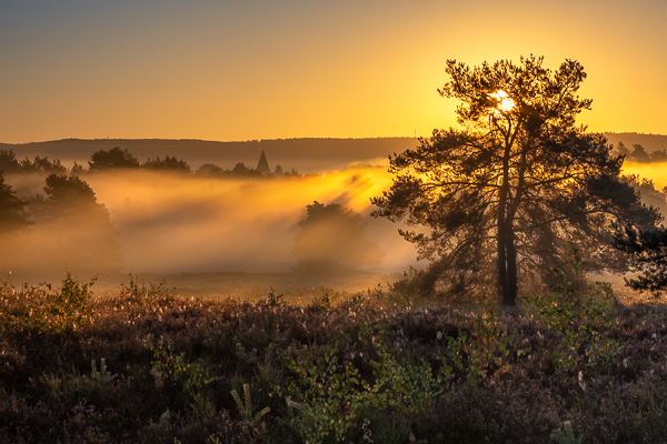 Herbstlicher Bodennebel zum Sonnenaufgang in der Mehlinger Heide