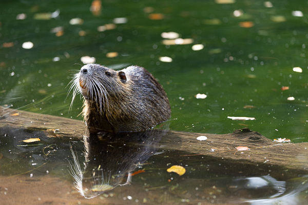 Nutria auf einem Baumstamm im Weiher im Waschtal bei Hinterweidenthal